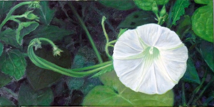 Morning Glory - 2013 oil painting by Tina riedel